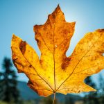 Parental Leave Comeback: Navigating Returnship Programs